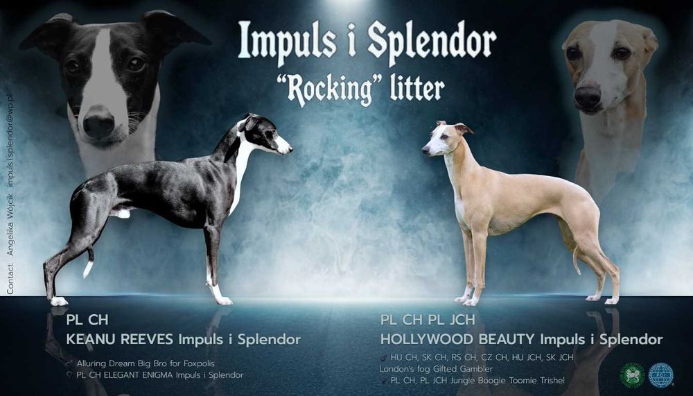 Whippet Chart angielski ZKwP/FCI śliczny piesek RANGO