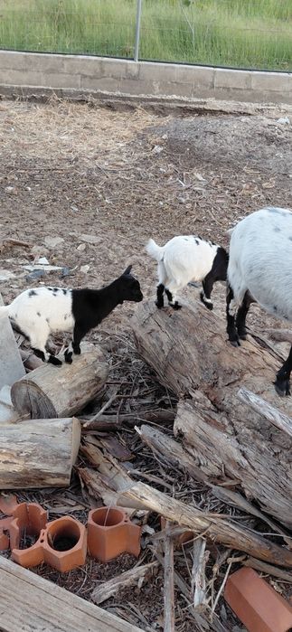 3 cabras anãs 2 macho e 1 femeas