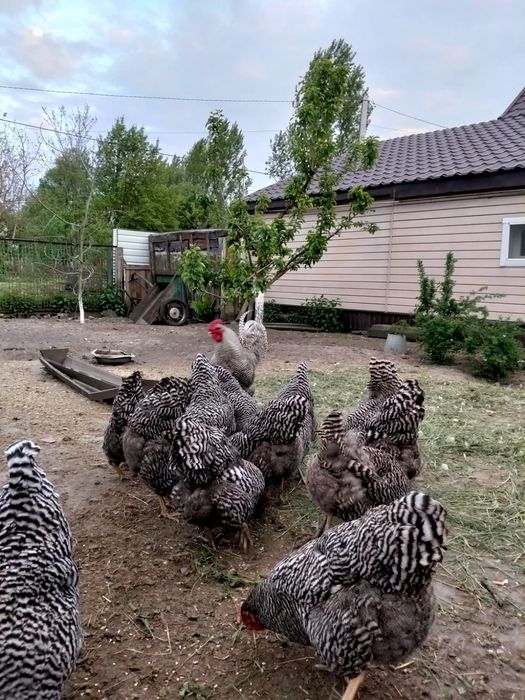 Інкубаційне яйце курей породи Амрокс