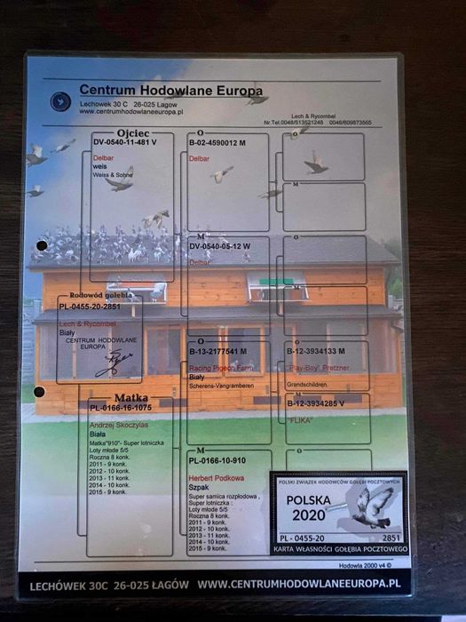 Gołębie pocztowe od Arka Maziarza