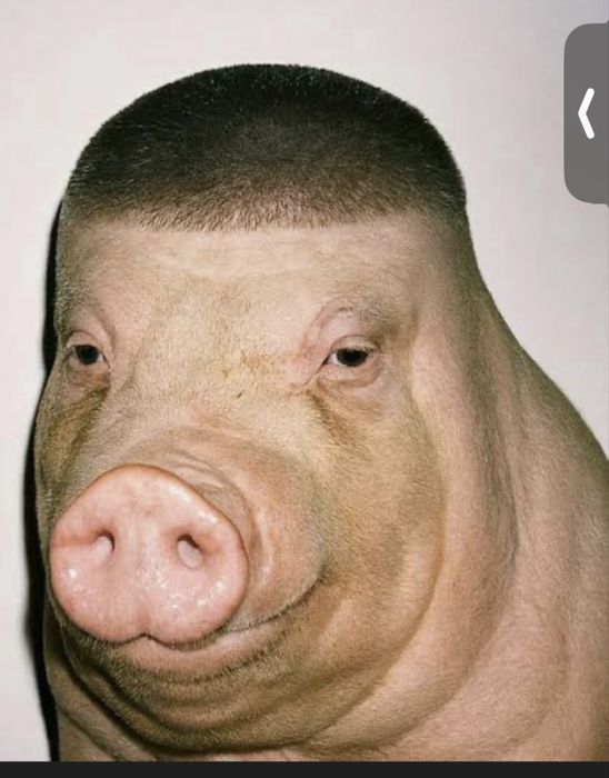 Продаю свиню по знижці