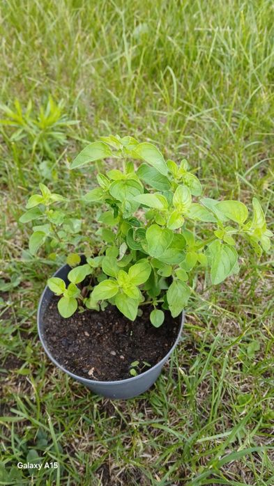 Melisa, estragon  , oregano,piołun,wrotycz sadzonki