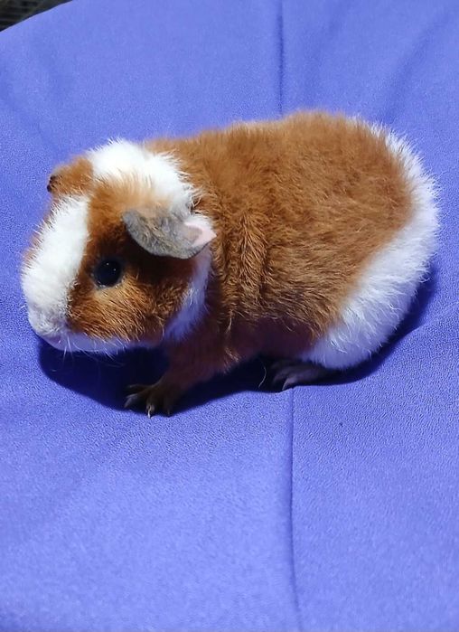 Морська свинка, тедді