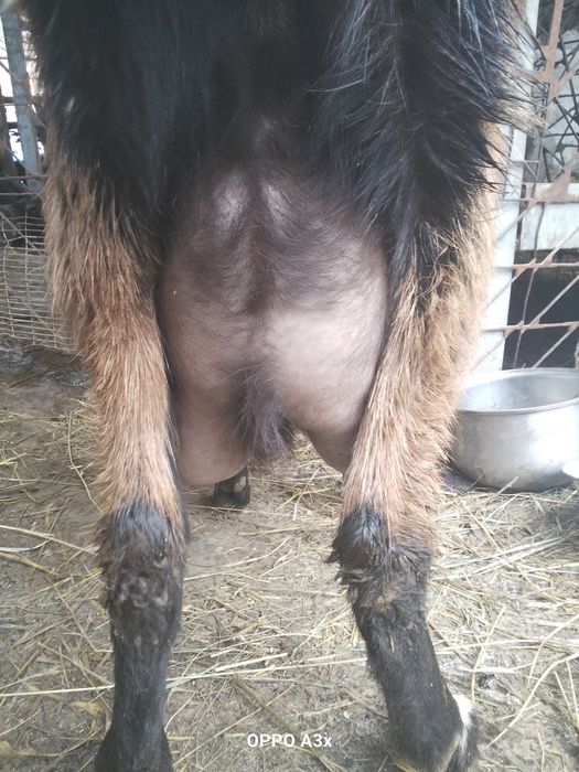 Продам дійну козу