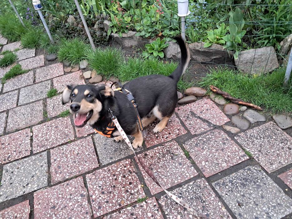 9-mcs Gucio czeka na kochający domek. Adopcja!