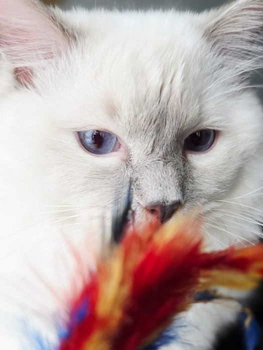 Ragdoll Śląsk FPL/FIFE