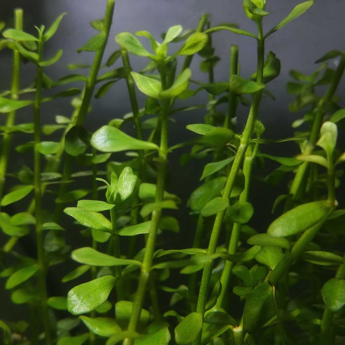 Planta de Aquário -  bacopa monnieri (fácil manutenção)