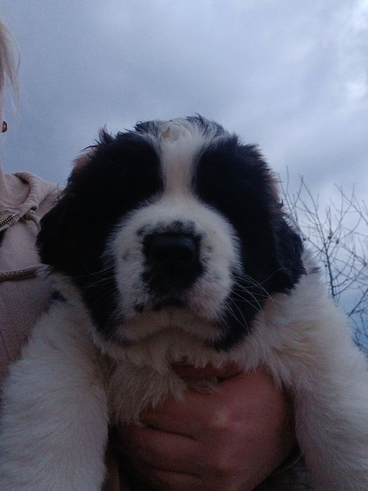 Готовиться до продажу маленьке ведмежатко породи сенбернар