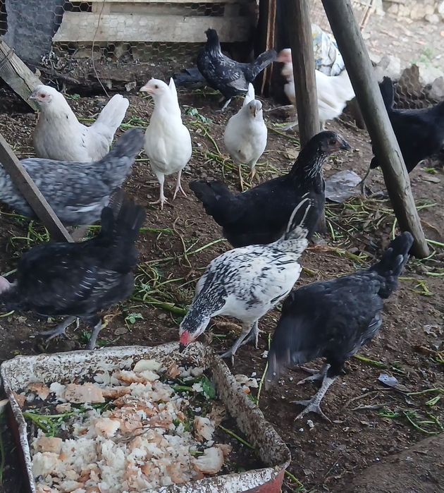 Fracas, Galinhas D'angola  cocós iniciar a postura