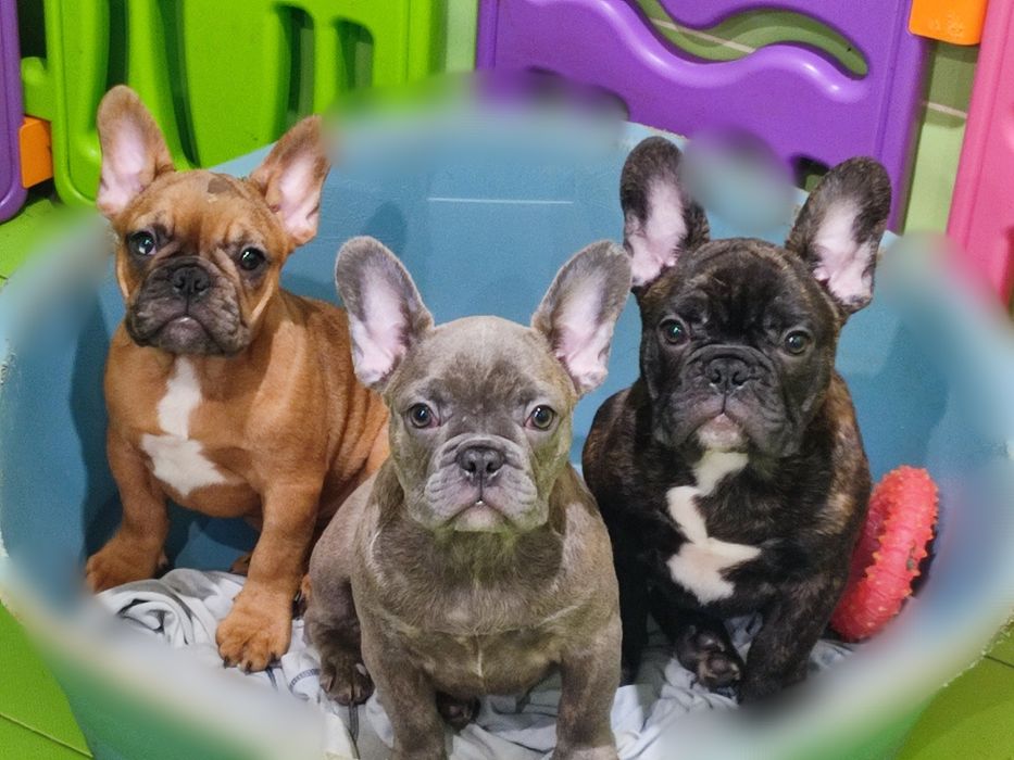 Цуценятка французького бульдога