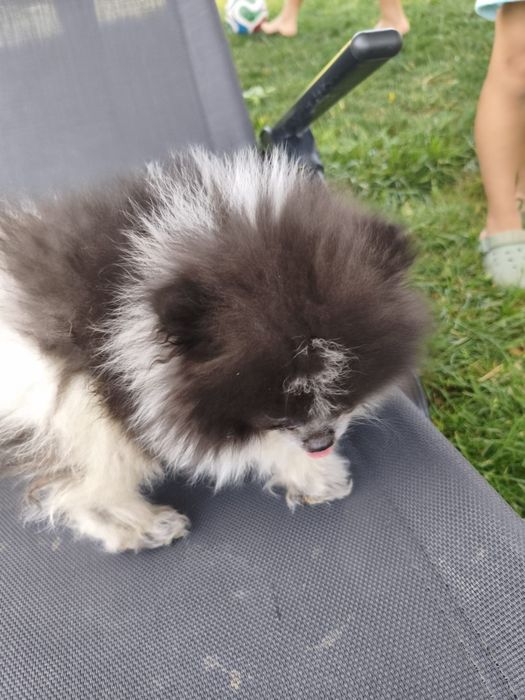 Lulu da Pomerania Macho