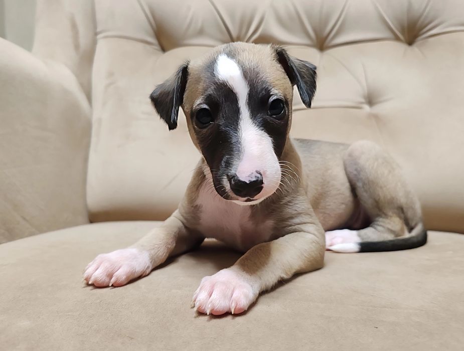Whippet - suczka - chart angielski - zwolniła się rezerwacja!