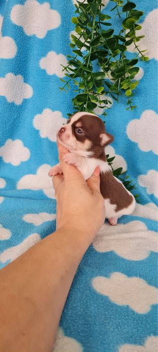 Estupenda mini menina Chihuahua/Chiuaua de Qualidade, Linhagem Russa