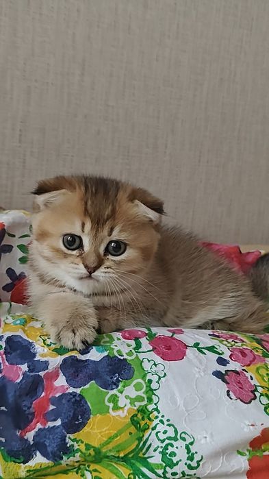 Золотая шиншилла чистокровная девочка