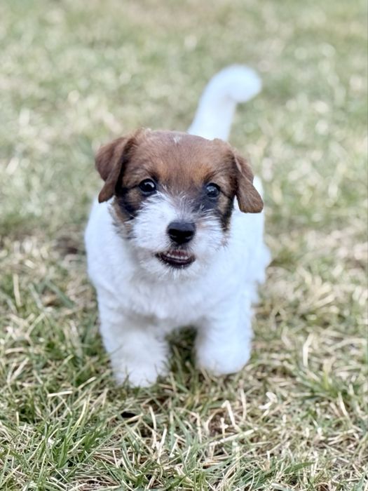Jack Russell Terrier FCI ZKwP