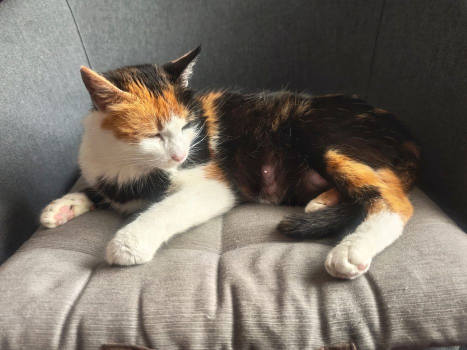 Dorosla kotka do adopcji