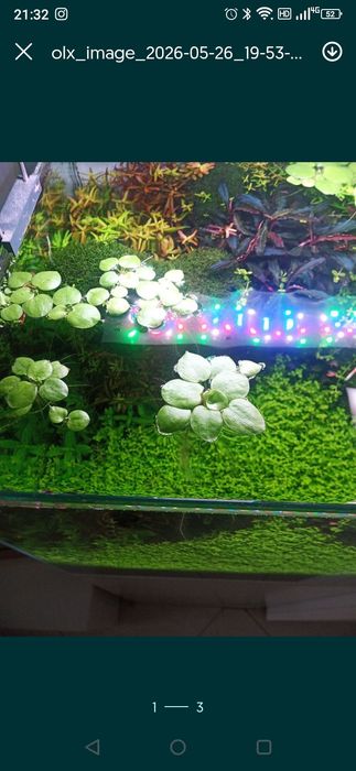 Boas Plantas para aquário .
