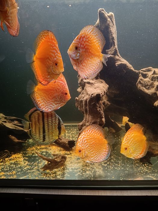 Paletki dyskowce całą obsada