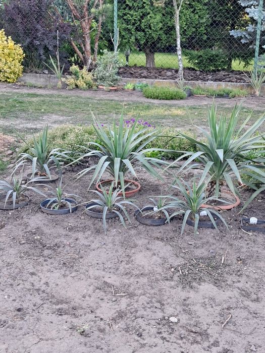 Yucca gloriosa wspaniała, budująca pień, do ogrodu, na taras