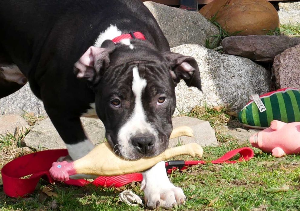 American Staffordshire Terrier ZKwP, Amstaff FCI, mocny piesek WINETOO