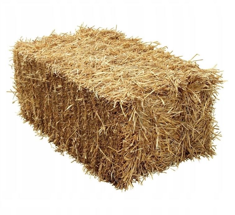 Sloma kostkowana przenna z tamtego roku ( na sztuki )