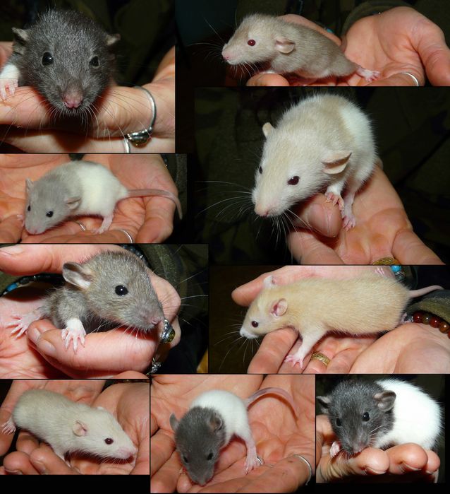 szczur husky w Twojej okolicy? Sprawdź kategorię Zwierzęta