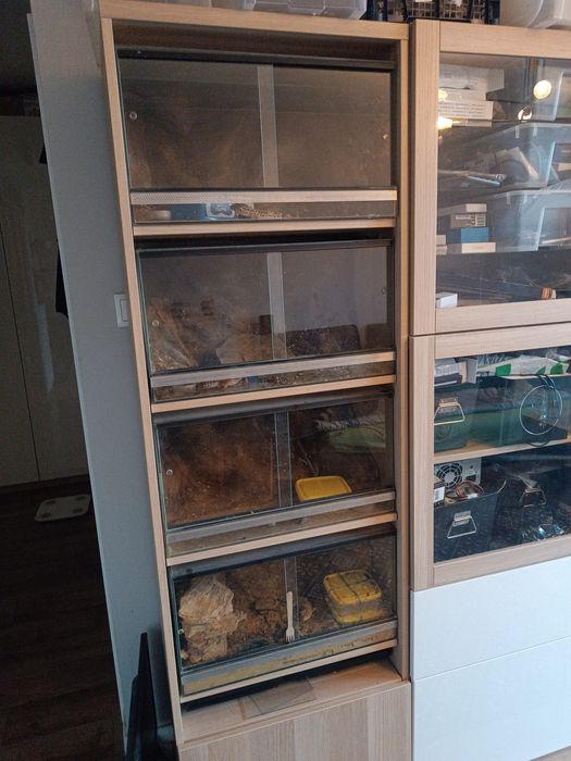 Terraria regał gekony lamparcie lub inne