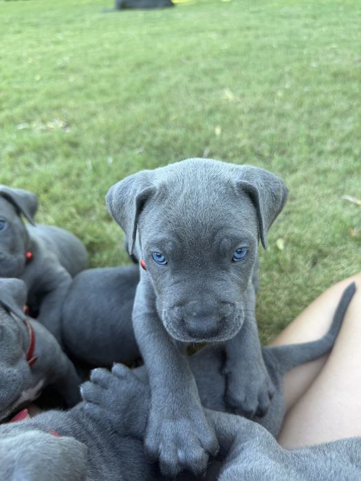 Cane Corso Italiano - Macho Cinzento