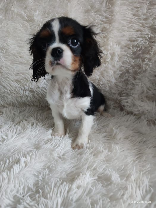 cavalier – Małopolskie – Psy – szczeniaki, dorosłe OLX Zwierzęta