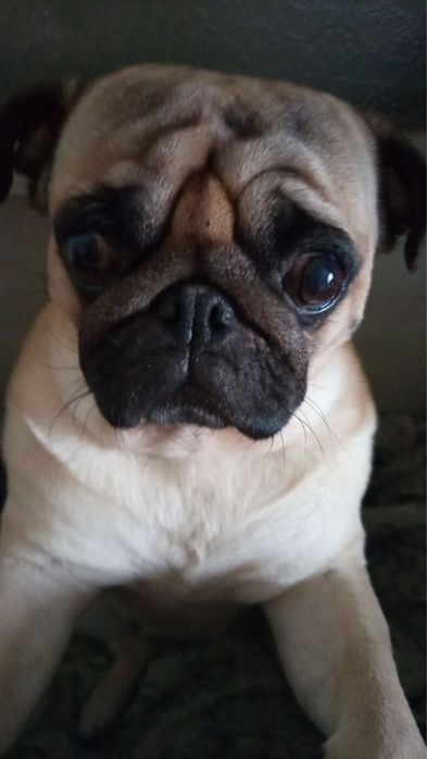 Маленькі мопсики