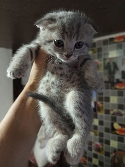 шотландська вислову