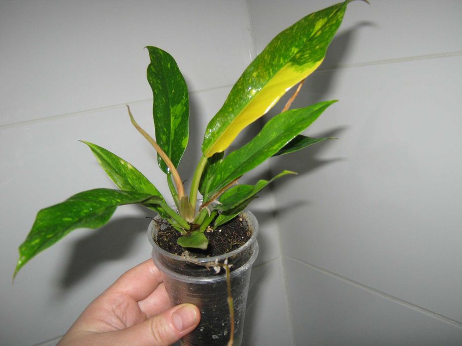 філодендрон рінг оф файер