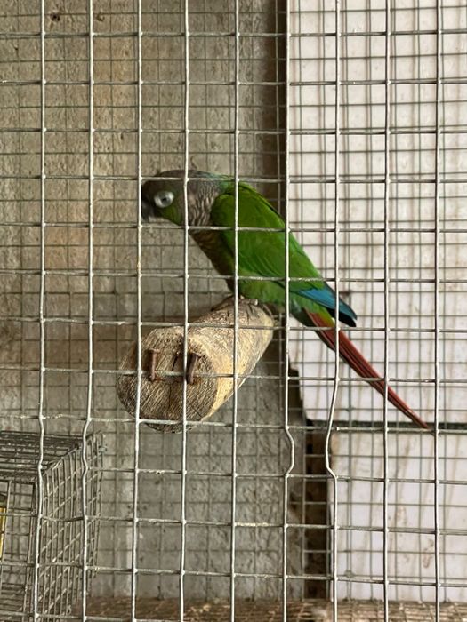 Pyrrura macho para despachar