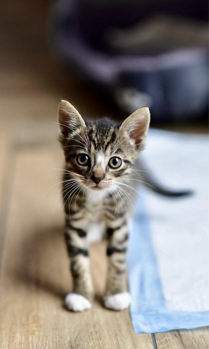 2 miesięczne koty do adopcji