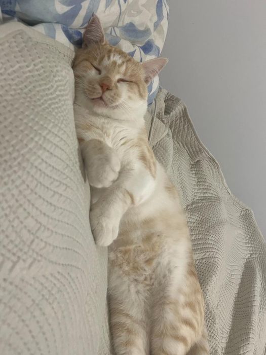 котик безкоштовно