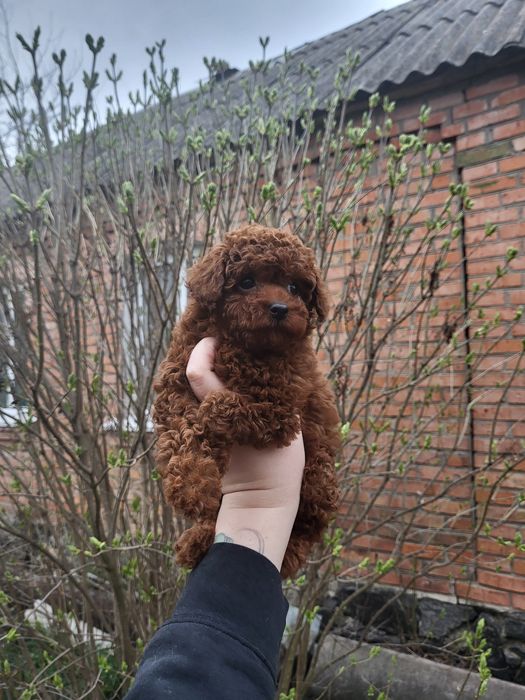 Той пудель toy poodle червоний red
