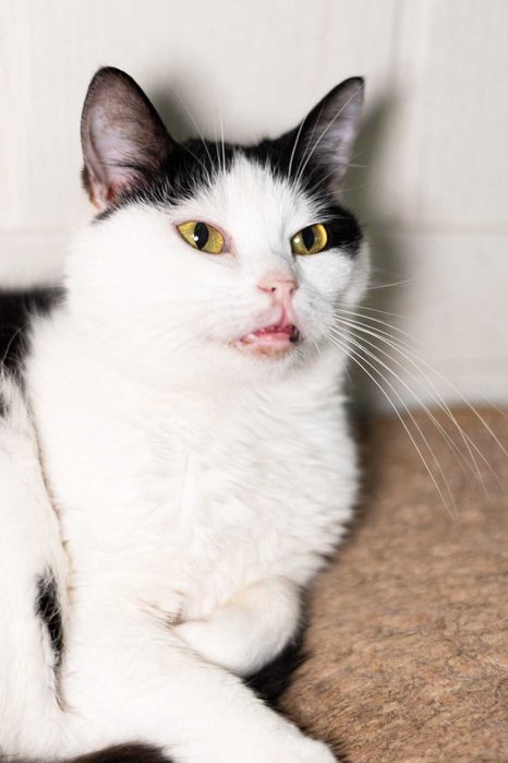 Космея 1,5р, шукає сім`ю, кот кошеня котенок кіт котики кішка коти