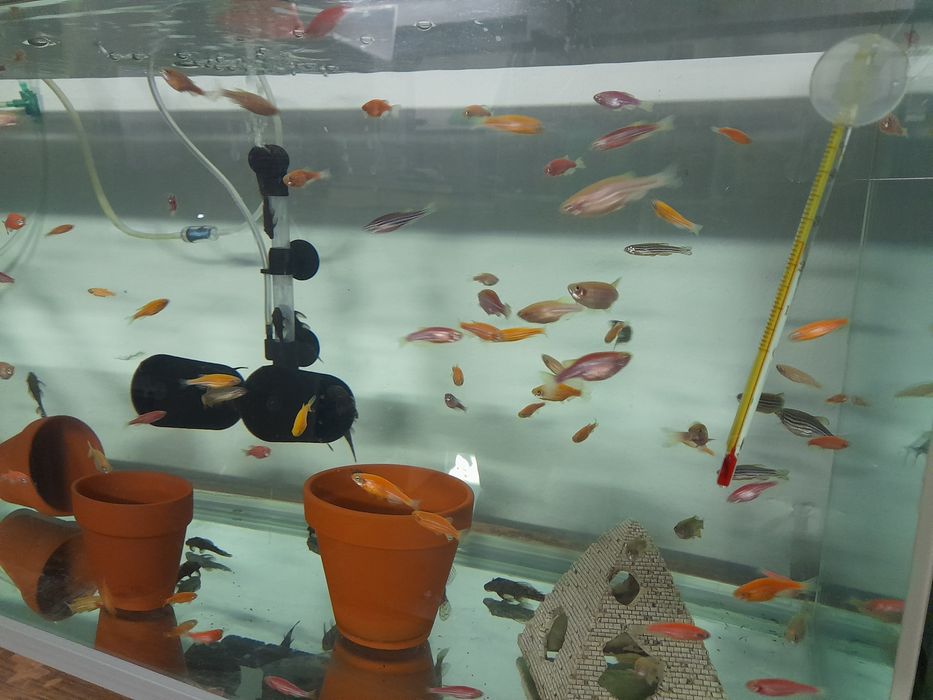 Danio mix Wyprzedaż ostatnie sztuki