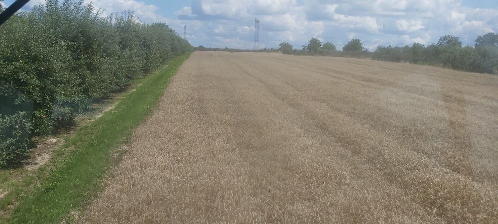 Pszenica   włochatka, oścista i elektra