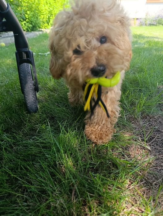 piękna suczka Cavapoo
