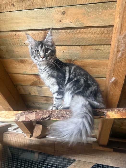 Kotka maine coon srebrna WCF/SHK