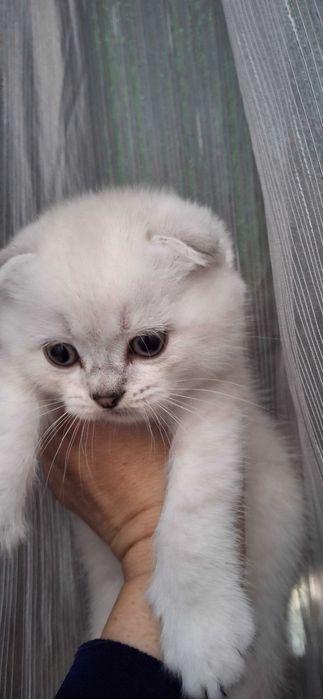 Шотландські котенята, котята