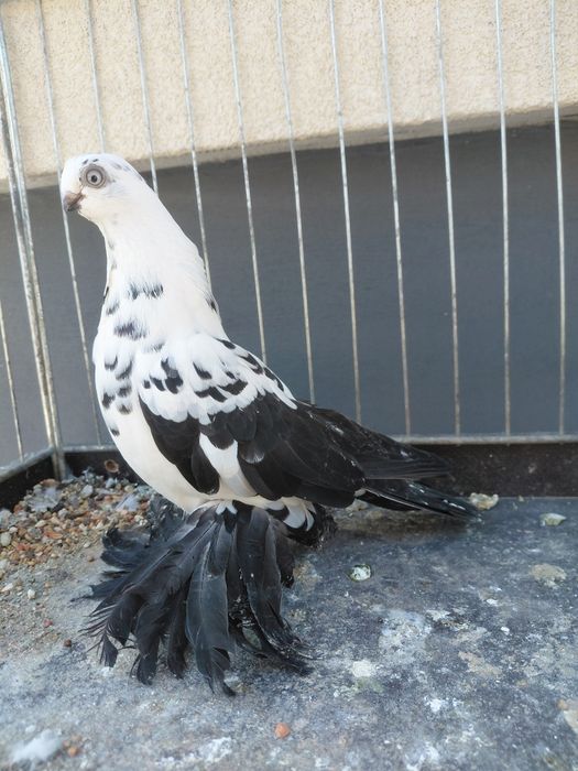 Motyle Warszawski Samica 2025