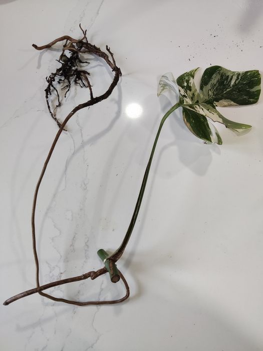 Monstera Variegata