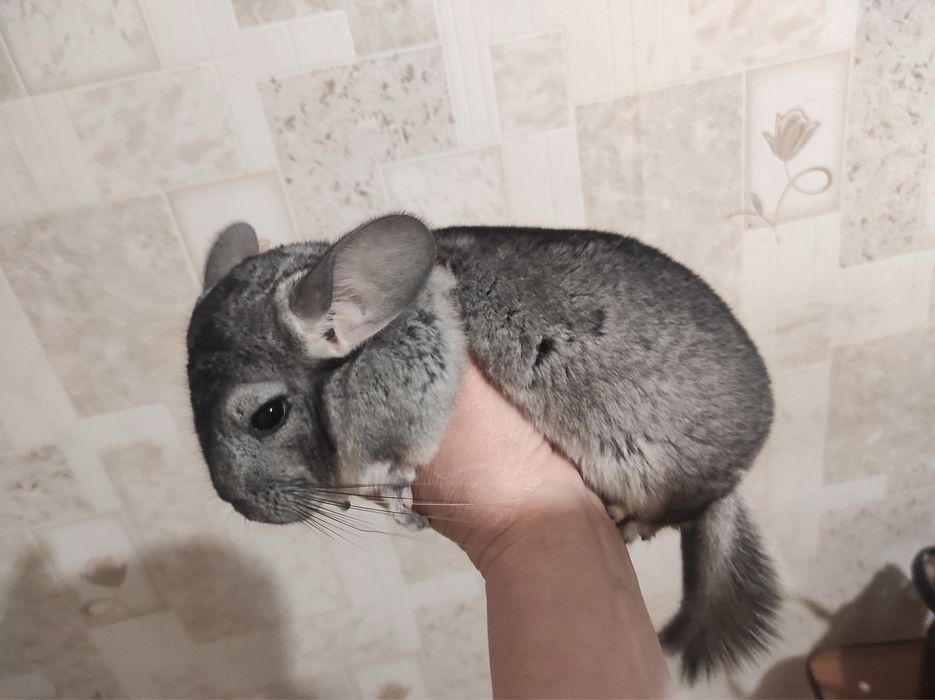 Шиншилки для щастя!!!