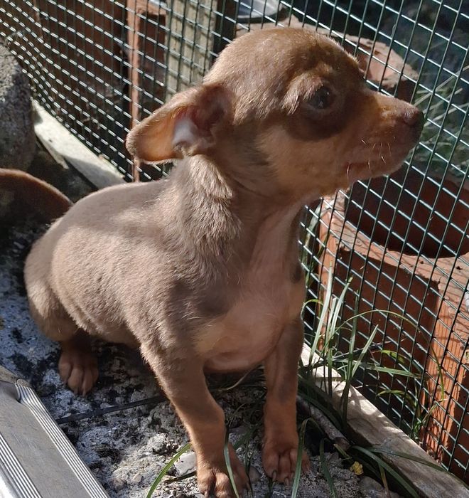 Vendo ovos galados  azuis