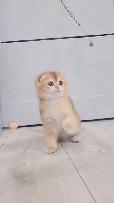 Шотландське кошеня золота шиншила