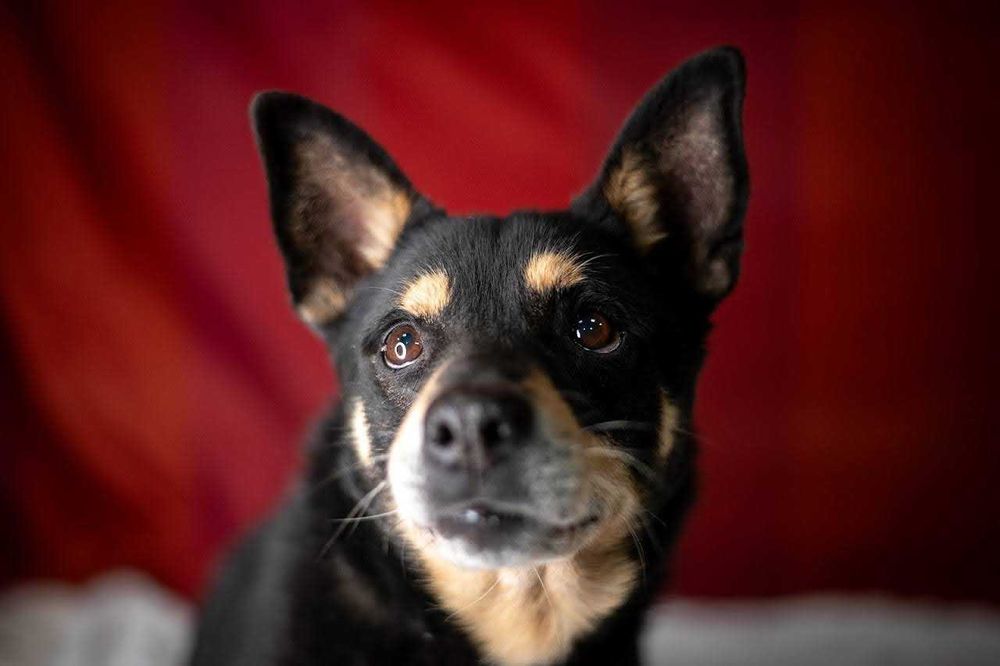 Uroczy Vigor w typie shiby szuka kochającego domu