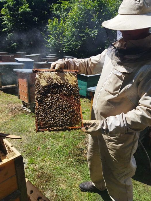 Miód spadziowy iglasty