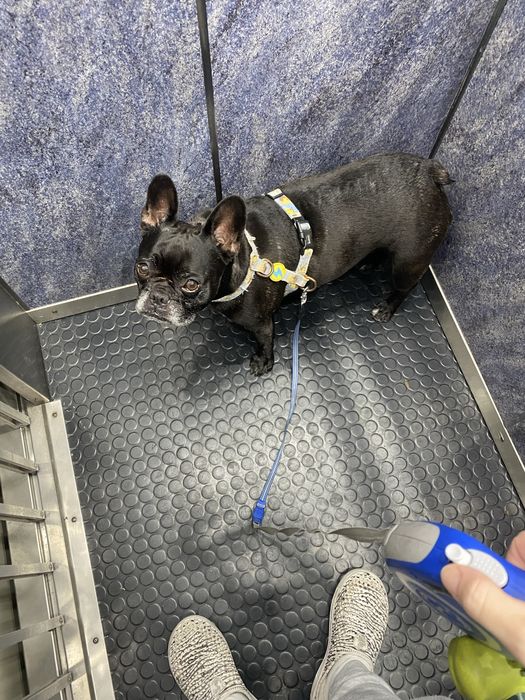 Dog Walking e Pet Sitting - Benfica